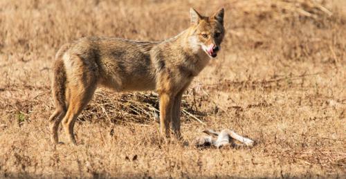 David Hicks - Jackal having breakfast