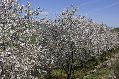 Chris Hicks - Almond Blossom - Malaga