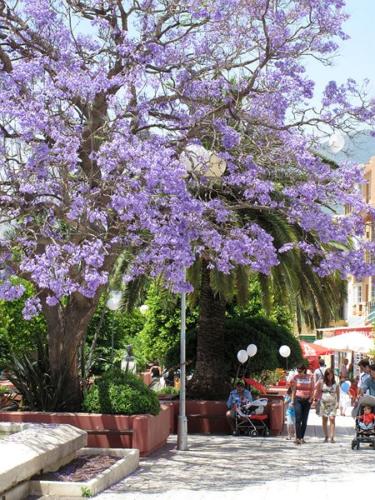 Chris Hicks - Jacaranda Tree