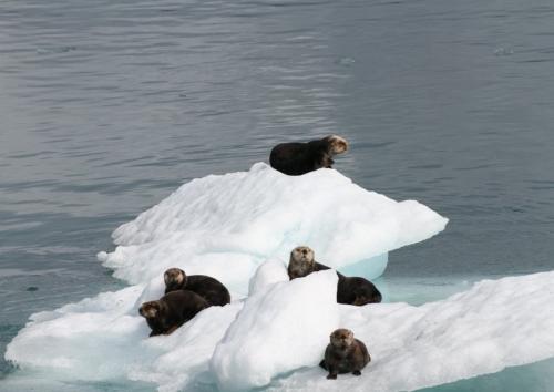 John Orsborn - Sea Otters Valdez