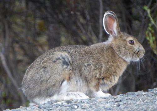 John Orsborn - Snowshoe Hare