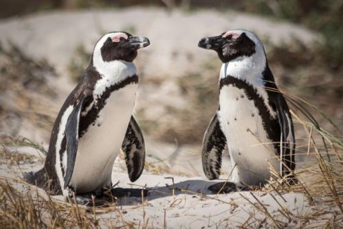 Penny Westmoreland - African Penguins