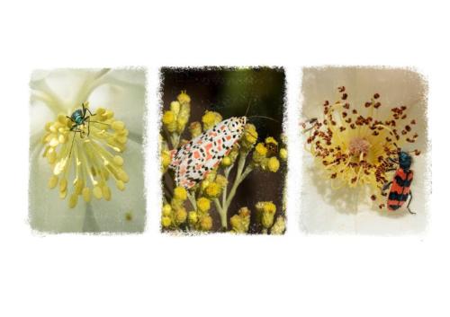 Penny Westmoreland - Insects on Flowers