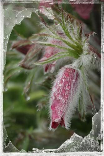 Penny Westmoreland - Pulsatilla