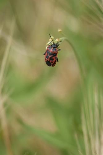 Penny Westmoreland - Shield Bug