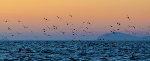 Charles Titcombe - Fly Beyond the Sunset by Anne Hampson