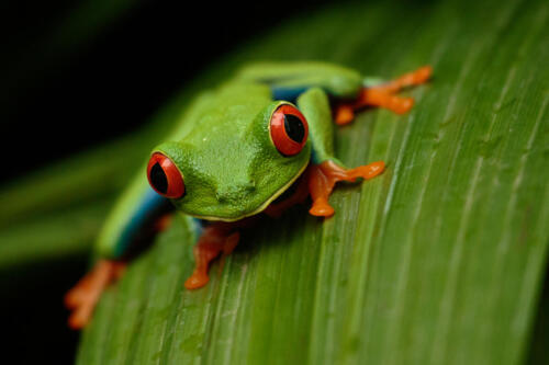 Penny Westmoreland - Red-eyed tree frog, Agalychnis callidryas