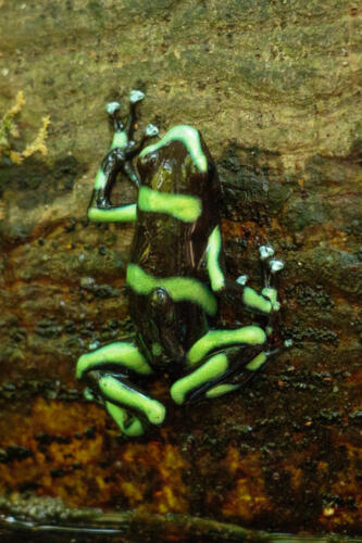 Penny Westmoreland - Black and Green Poison Dart Frog, Dendrobates auratus, and tadpo