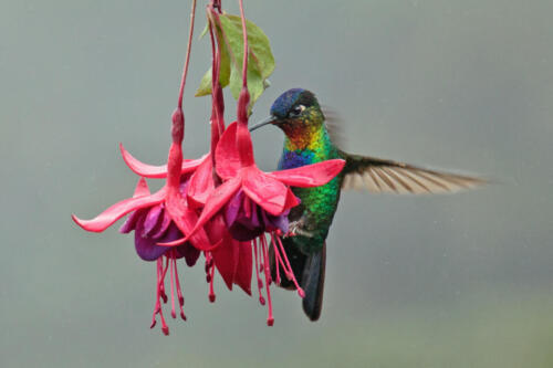 Penny Westmoreland - Throated Hummingbird on fuchsia, Paraiso de Quetzal