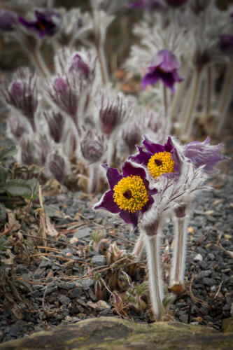 Penny Westmoreland - Pulsatilla