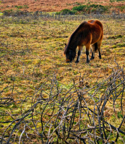 Rick Goldstein - New Forest Pony