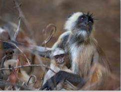 Rosie Littlemore - Langur Mum