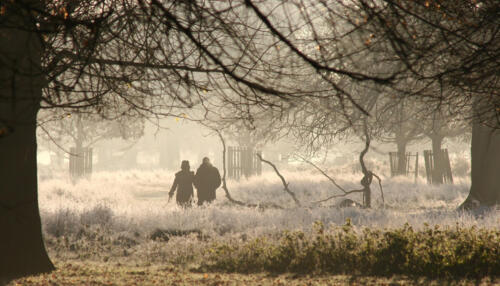 Winter walk