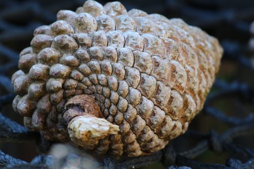 Cone