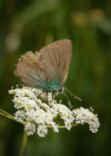 Butterfly, French Alps