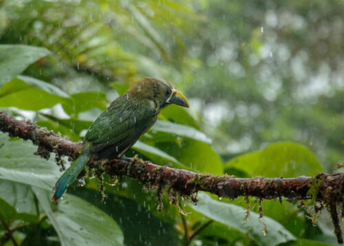 Emerald Toucanet, Costa Rica