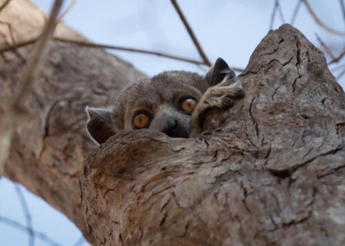 Grey Mouse Lemur Microcebus Murinus, Madagascar