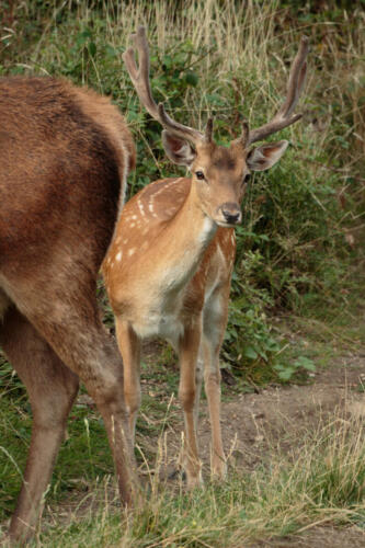 Red Deer Fawn, Bushy Park