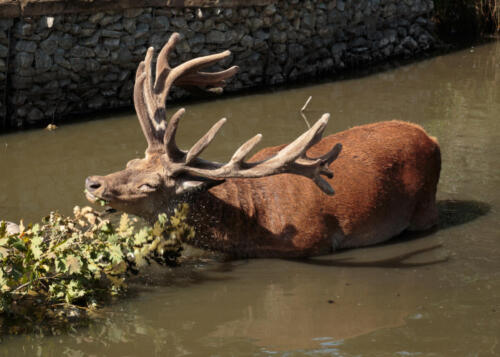 Red Deer Stag, Bushy Park