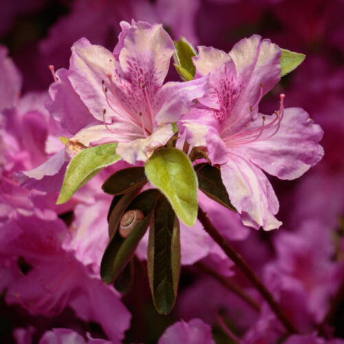 Rhododendron