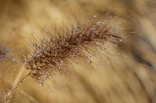 Pennnisetum Alopecuroides Red Head