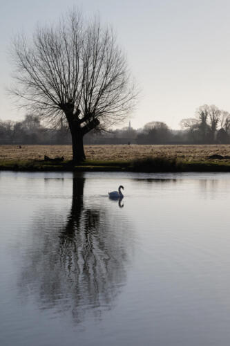 Swan on Leg of Mutton pond