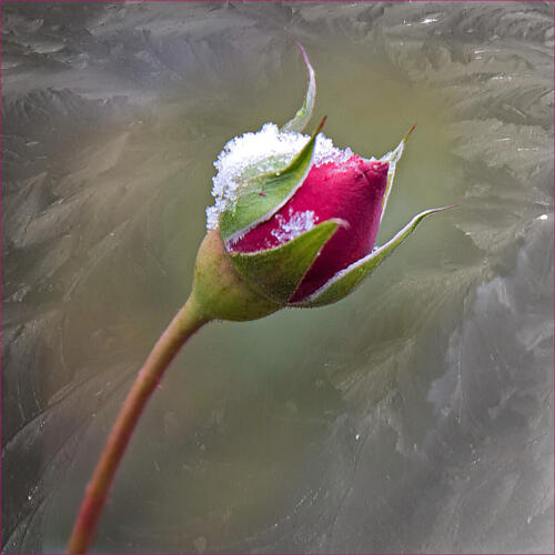 Penny Westmoreland-Valentine Rose
