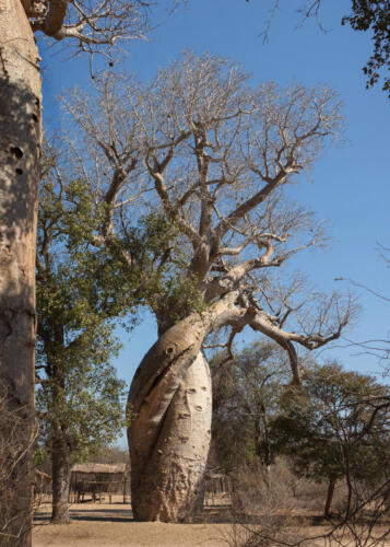 Twisted Baobab